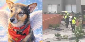 En la tarde del 19 de marzo, el asesinato de un perro en Bogotá tras presuntamente lanzarlo de un apartamento de altura generó conmoción en el país. El dueño de la mascota apunta a su compañero de apartamento como responsable.